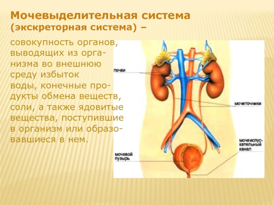 Органы входящие в выделительную систему человека