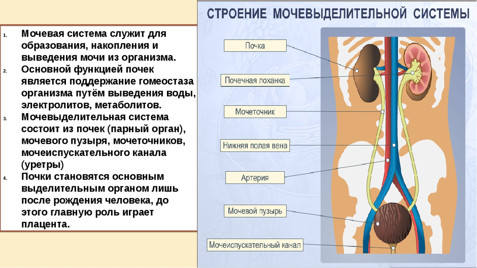 Мочевыделительная система и магистральные кровеносные сосуды рисунок