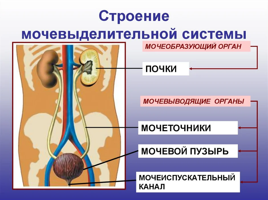 Схема мочевой системы