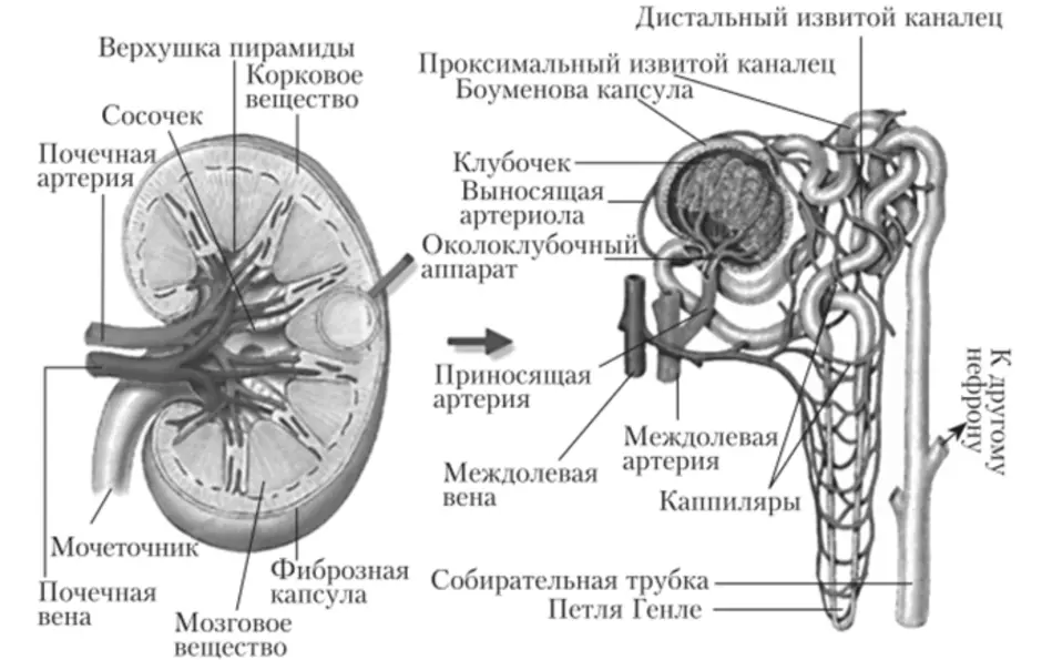На рисунке 2 изображено строение почки. Мочевыделительная система человека строение нефрона. Выделительная система человека строение нефрона. Нефрон почки строение и функции. Выделительная система строение почки.