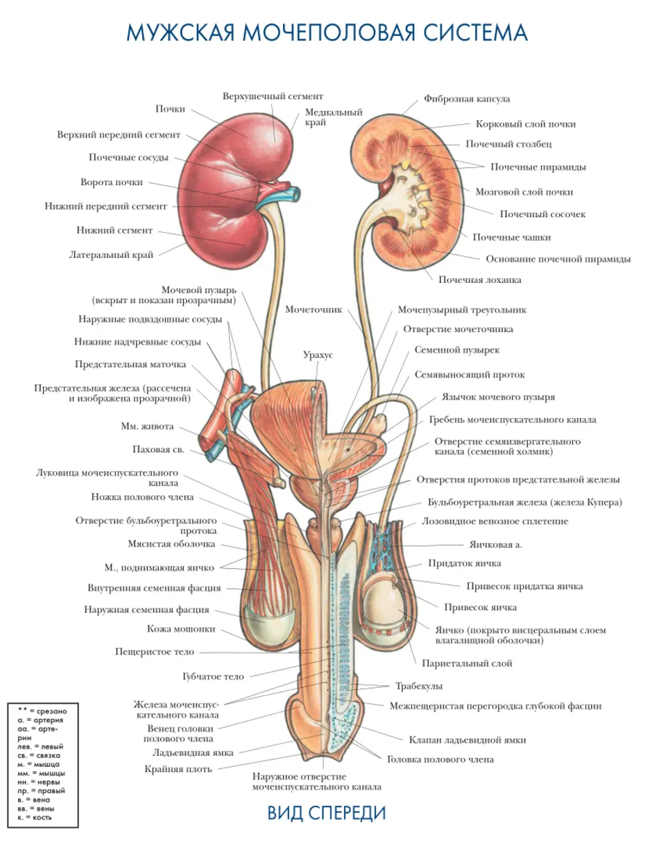 Мочевые органы мужчины. Анатомия мочевыделительной системы строение почки. Мочевыделительная система человека схема расположения. Анатомический атлас человека мочевыделительная система. Схема строения мочевыделительной системы мужчины.
