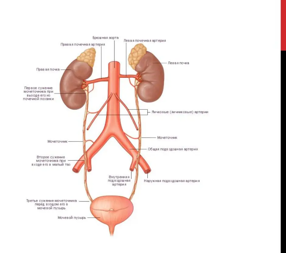 Мочевыделительная система и магистральные кровеносные сосуды рисунок