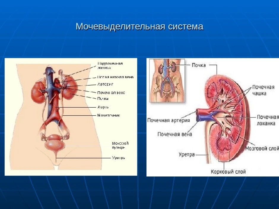 Последовательность органов мочевой системы. Мочевыделительная система мочевая система человека. Органы мочевой системы человека анатомия. Органы выделительной системы человека схема. Строение выделительной системы общая схема.