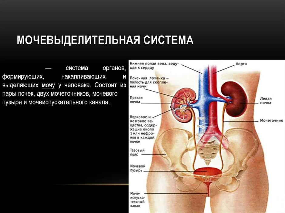 Мочевыделительная система человека презентация 8 класс