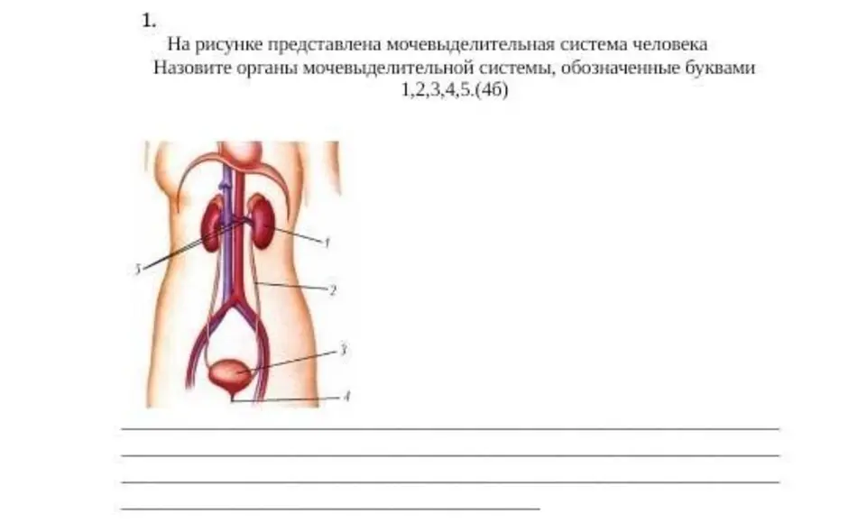 Рассмотрите схему мочевыделительной системы