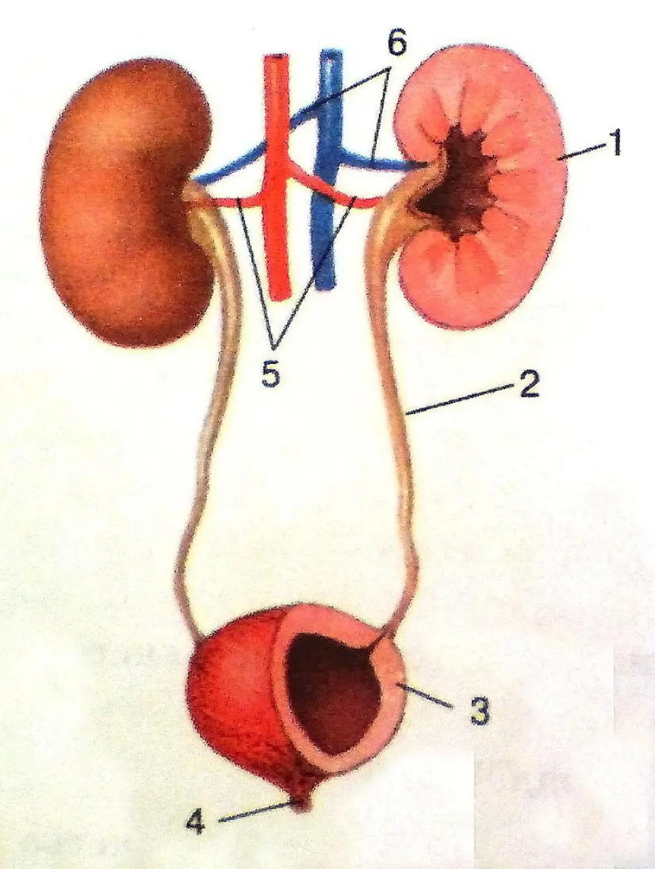 Последовательность органов мочевой системы. Выделительная система строение почки. Система органов мочевыделения 8 класс. Почки мочеточники мочевой пузырь строение. Органы выделительной системы рисунок.