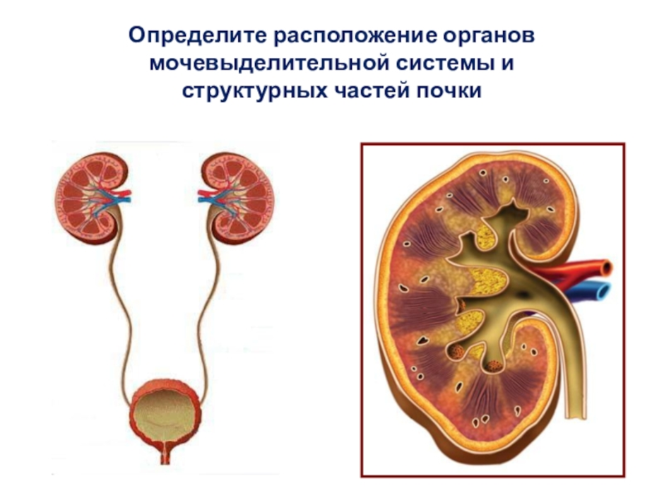 Мочевыделительная система и магистральные кровеносные сосуды рисунок