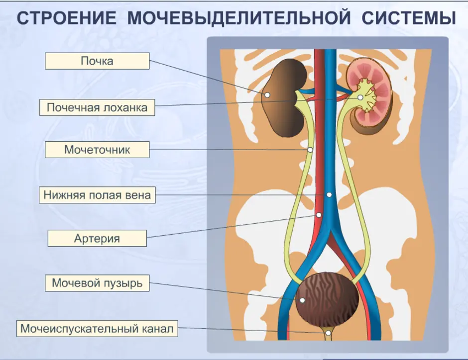 Строение мочевыделительной системы человека рисунок с подписями