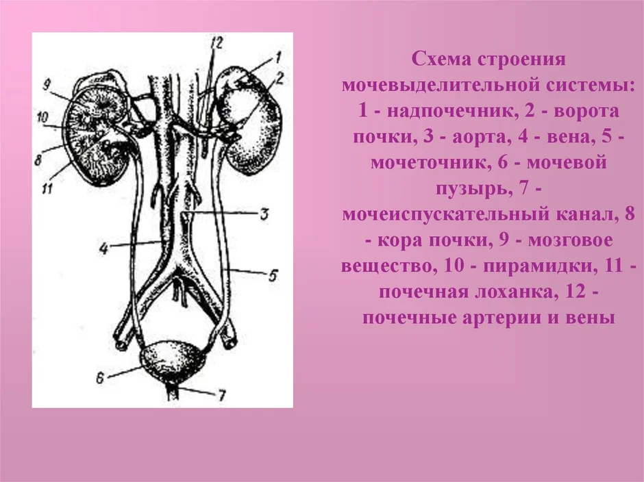 Рассмотрите схему мочевыделительной системы