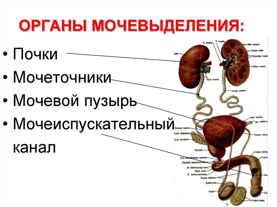 Строение мочевыделительной системы человека рисунок с подписями