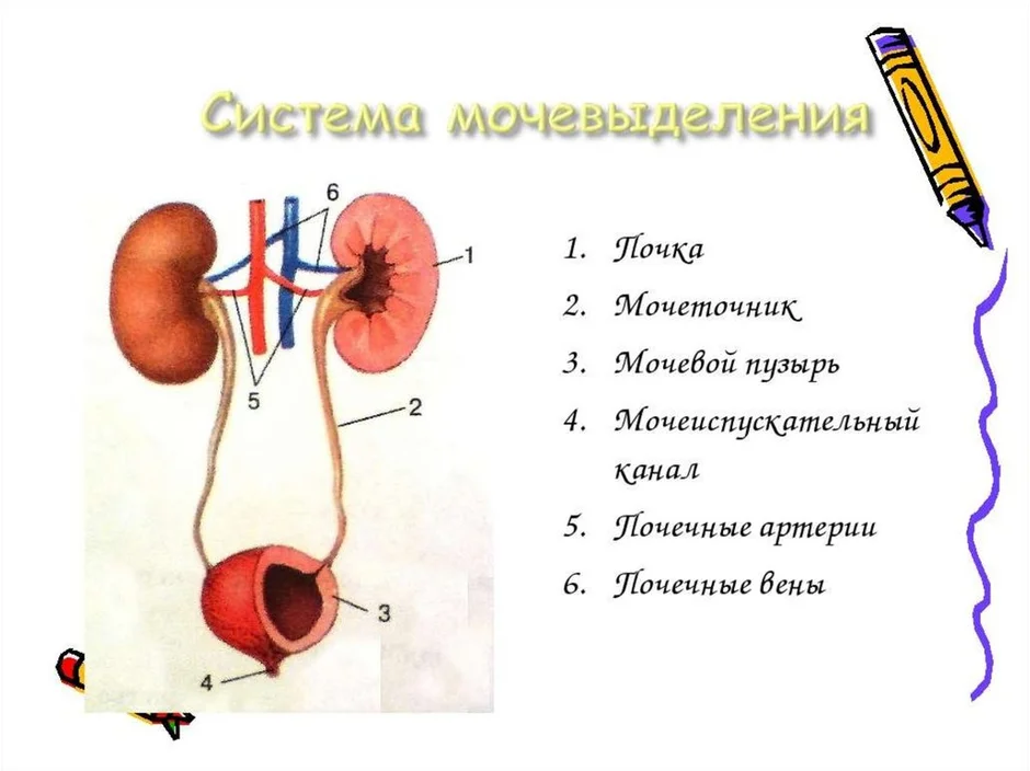 Какие органы мочевыделительной системы показаны на рисунке под цифрами 1 5