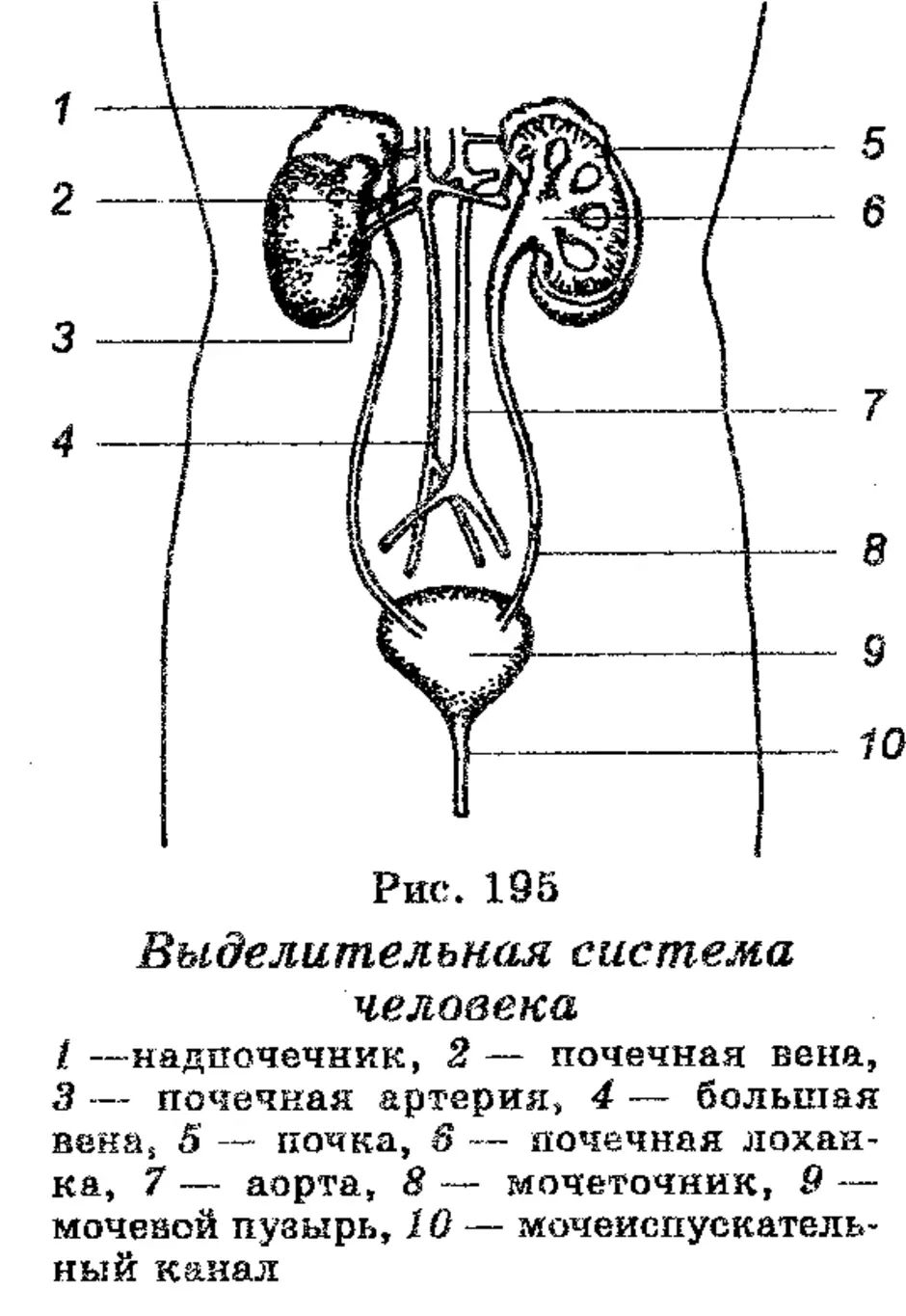 Строение выделительной системы человека схема