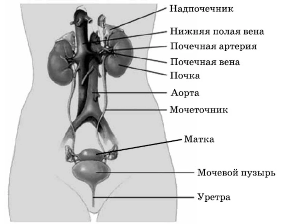 Последовательность органов мочевой системы. Строение выделительной системы анатомия. Мочевыделительная система мочевая система человека. Мочеполовая выделительная система. Мочевыделительная система почки мочеточники.