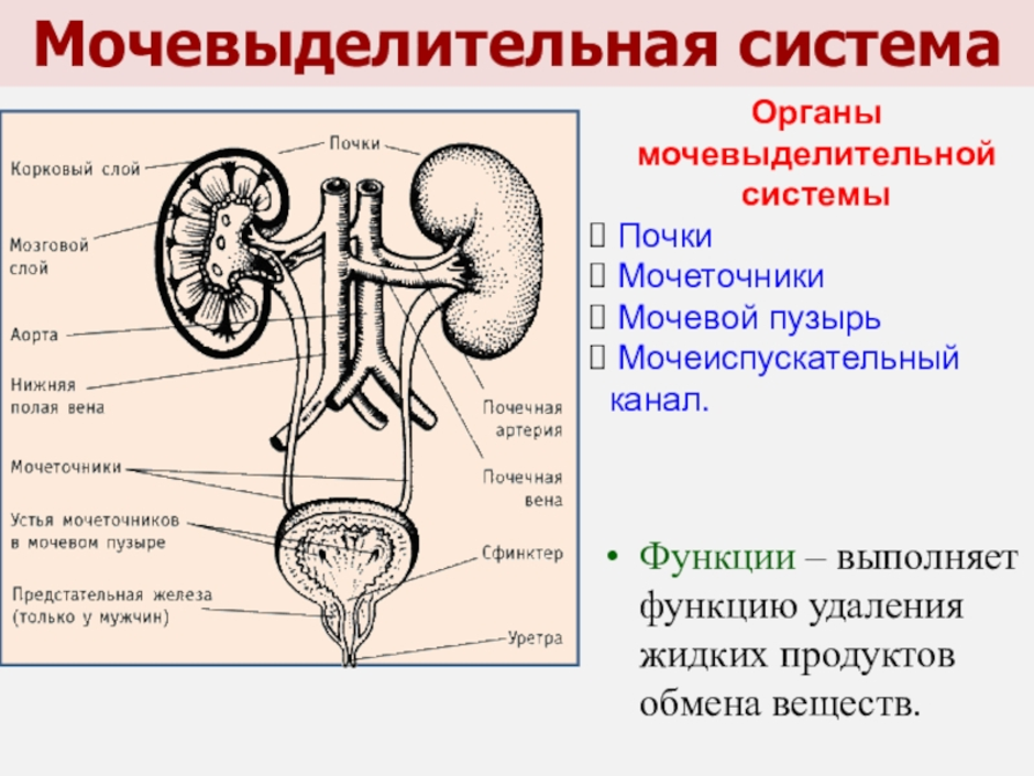 Мочевыделительная система и магистральные кровеносные сосуды рисунок