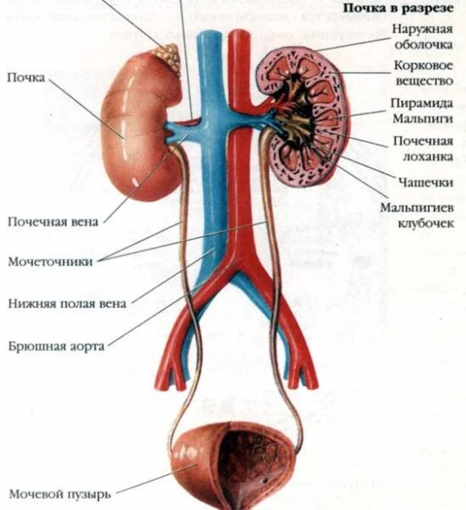 Рисунок выделительной системы человека