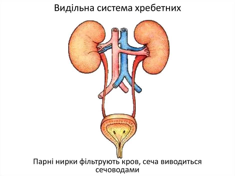 Мочевыделительная система и магистральные кровеносные сосуды рисунок