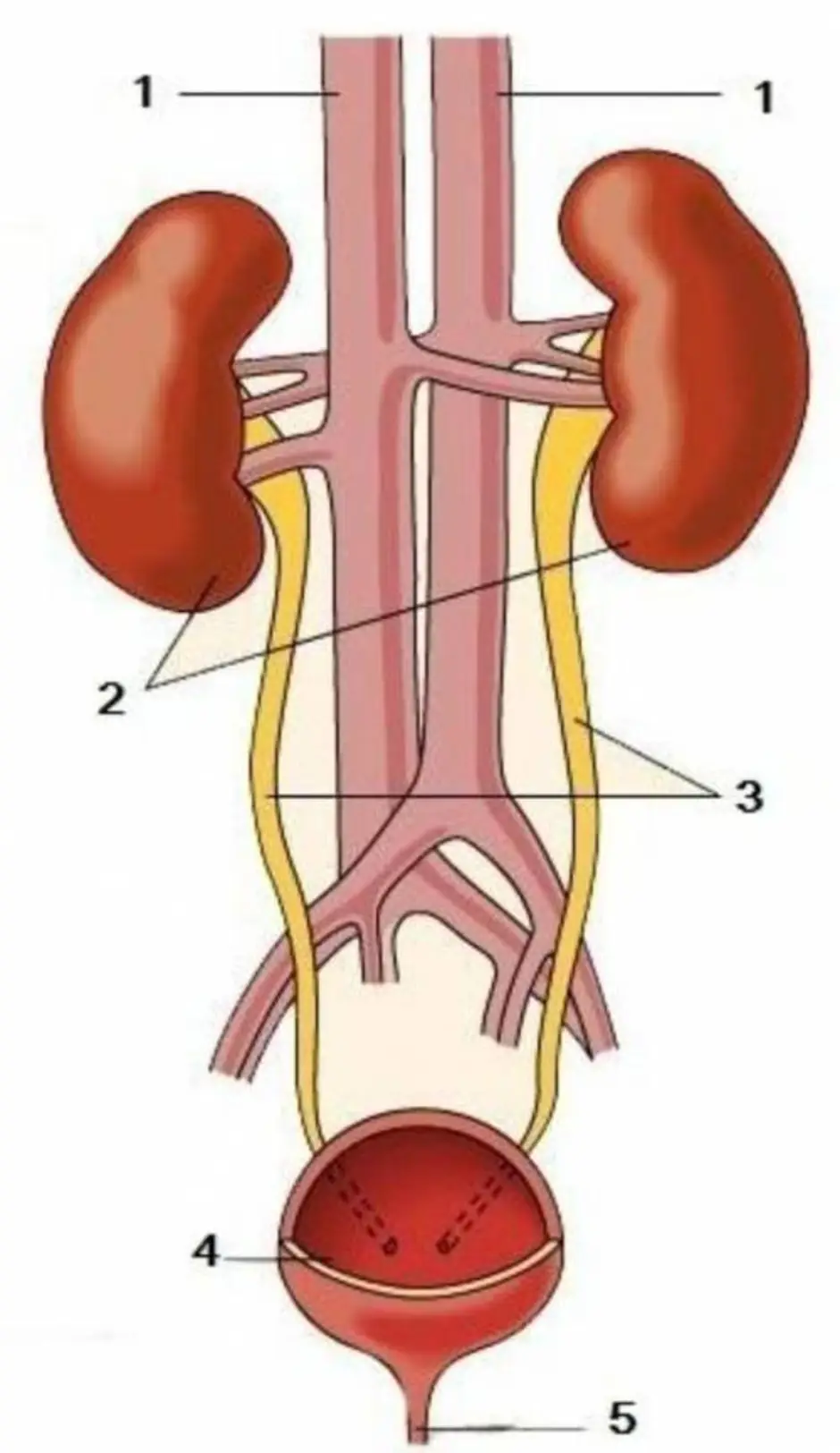 Какой орган мочевыделительной системы обозначен на рисунке цифрой 2