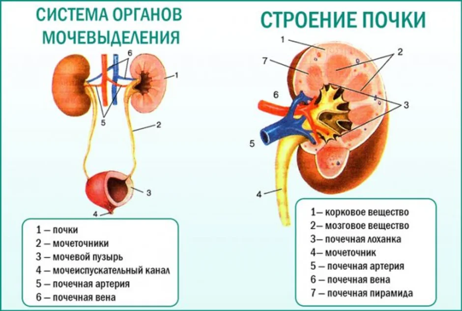 Основной орган мочевыделительной системы человека. Мочевыделительная система человека строение анатомия. Рис 115 система органов мочевыделения. Выделительная система строение почки. Анатомия мочевая система строение почки.