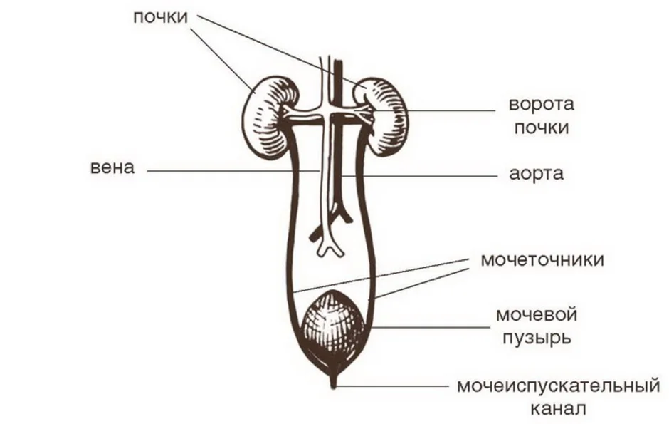 Выделительная система человека рисунок