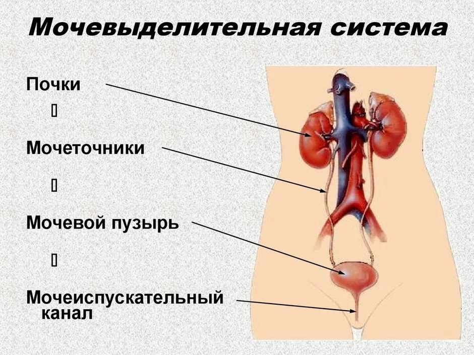 Какие органы мочевыделительной системы показаны на рисунке под цифрами 1 5