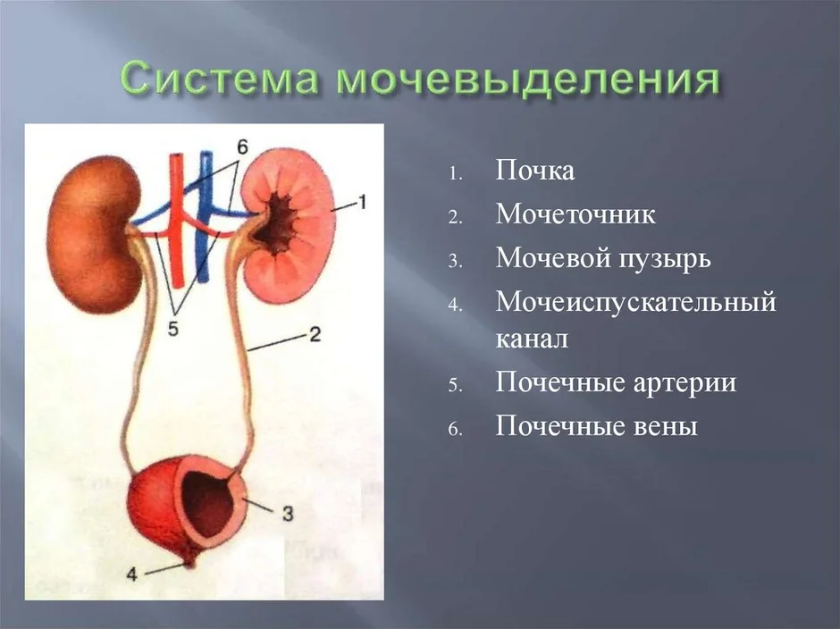 Мочевыделительная система рисунок