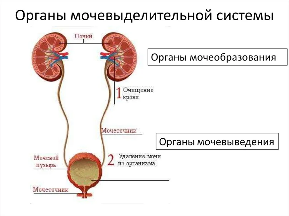 Мочевыделительная система рисунок