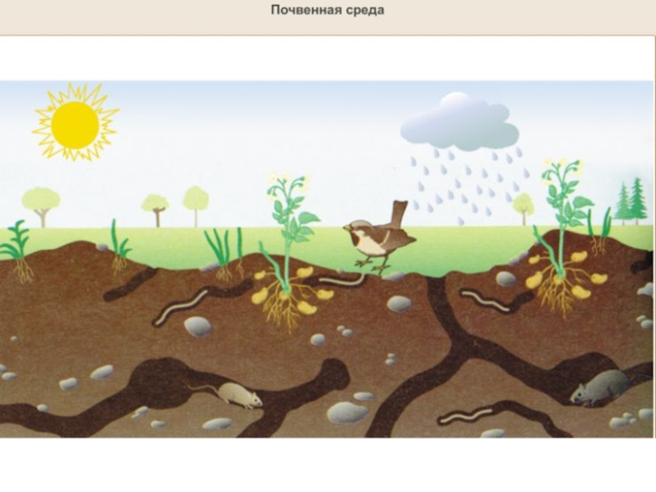 Почва жизнь. Почва среда обитания. Почвенная среда жизни. Почва среда. Почва иллюстрация.