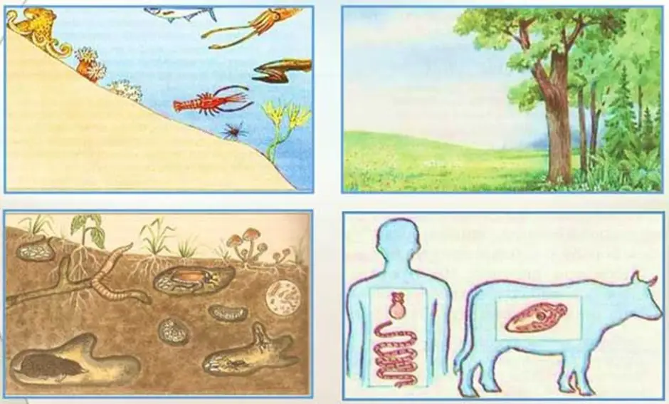 Темы человек живой организм. Среды живых организмов. Среды жизни организмов. Четыре среды обитания живых организмов. Живые организмы и их среда обитания.