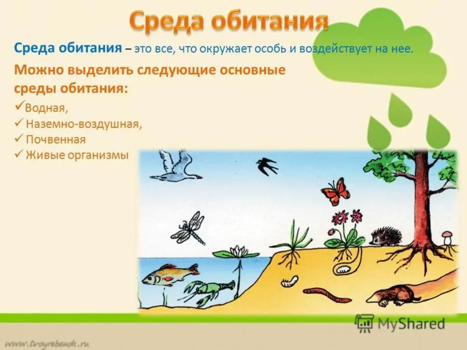 Тест среды обитания живых организмов 5 класс. Среда обитания. Факторы среды обитания живых организмов. Экология среды обитания.