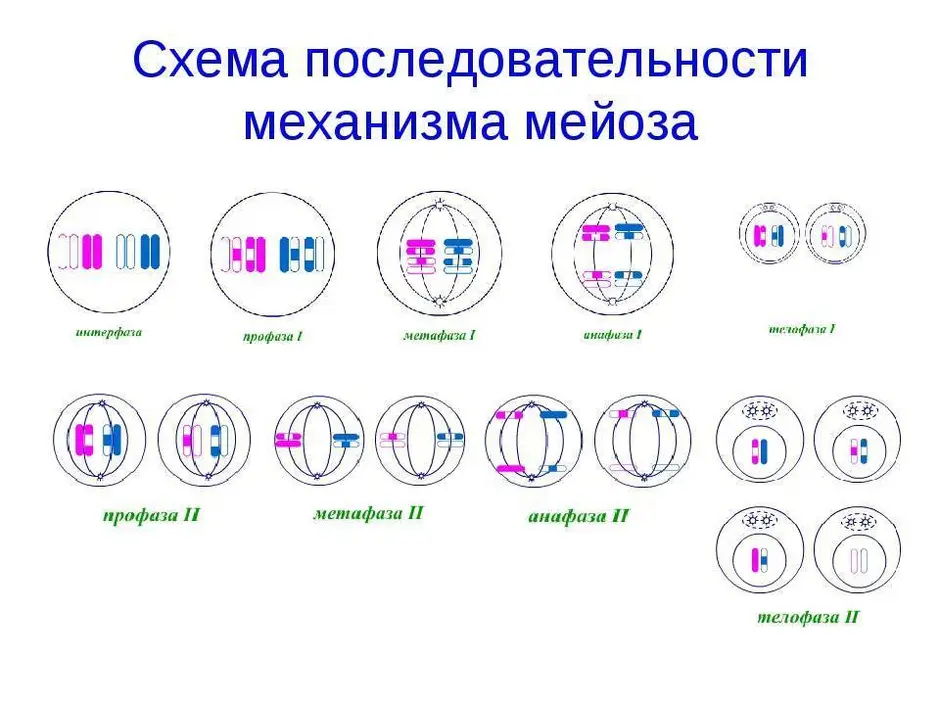 Фазы мейоза таблица с рисунками