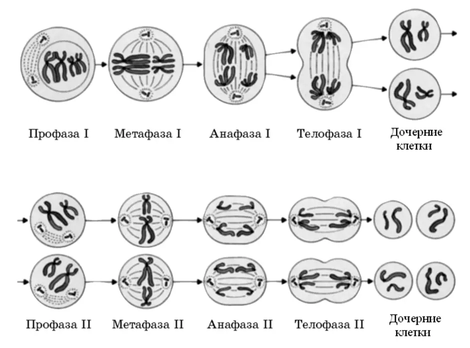 Схема мейоза клетки с указанием фаз и их описанием
