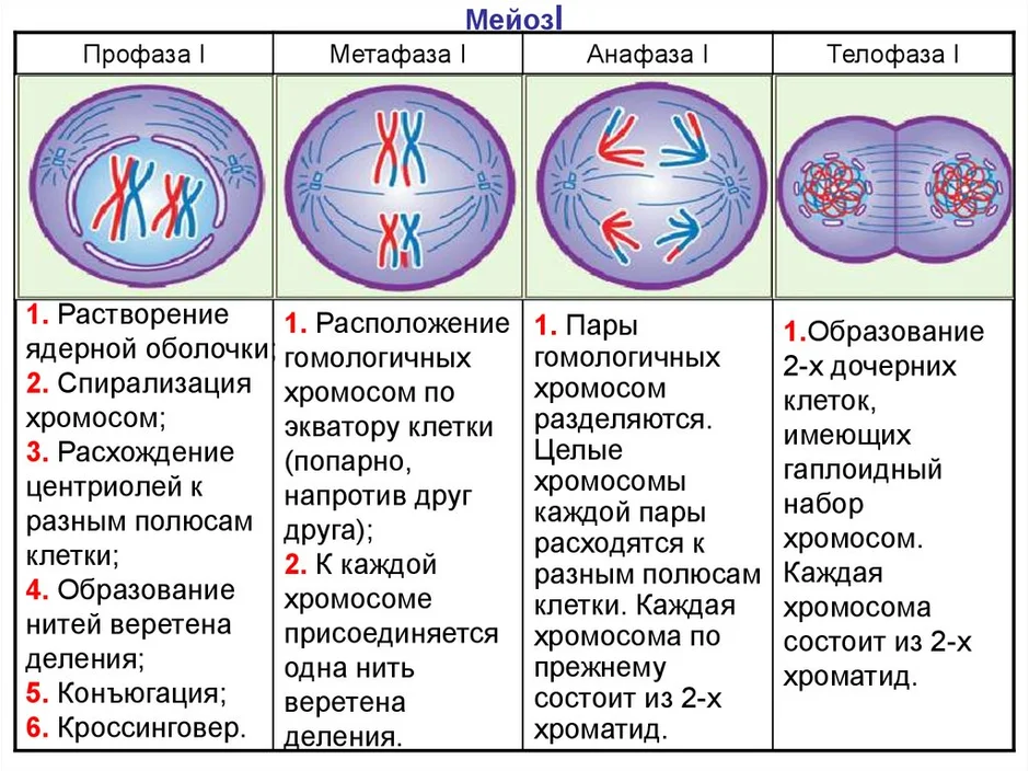 Мейоз таблица по фазам с рисунками 10 класс