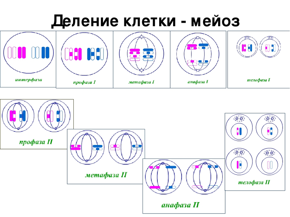 Мейоз в картинках