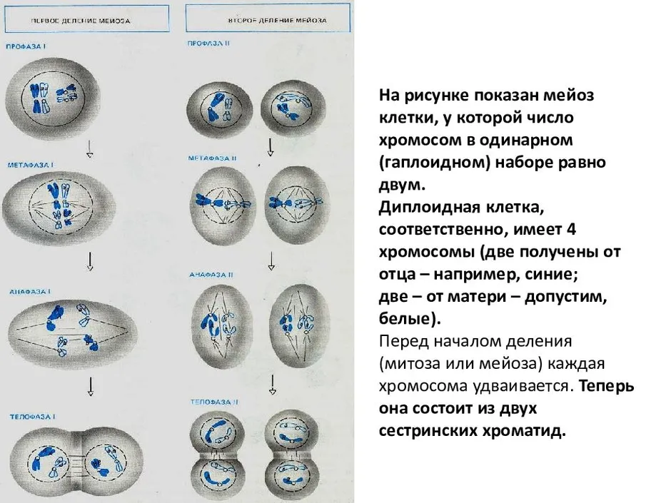 Мейоз рисунки по фазам с подписями