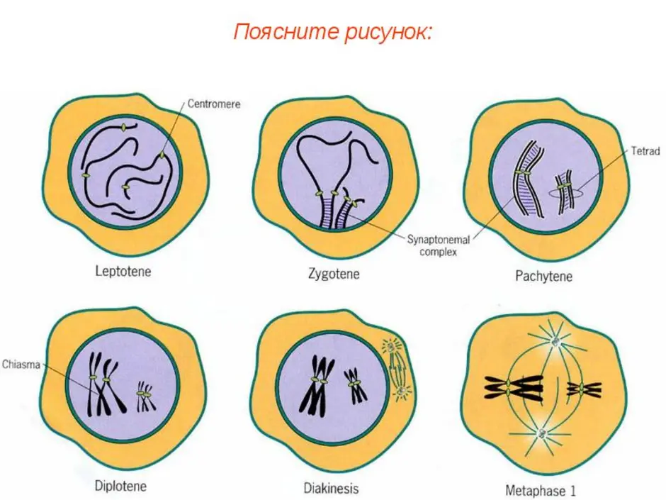 Процесс мейоза рисунок