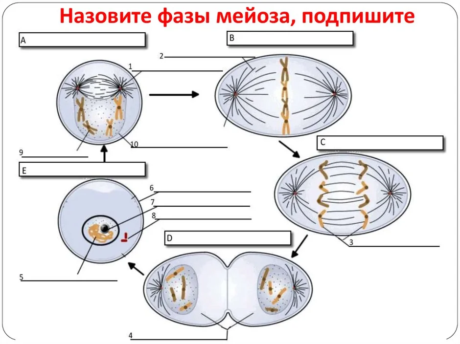 Фазы митоза схема