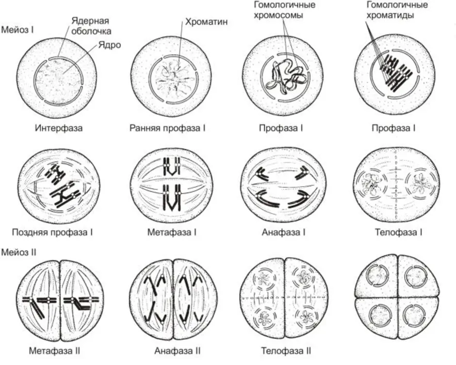 Стадии мейоза