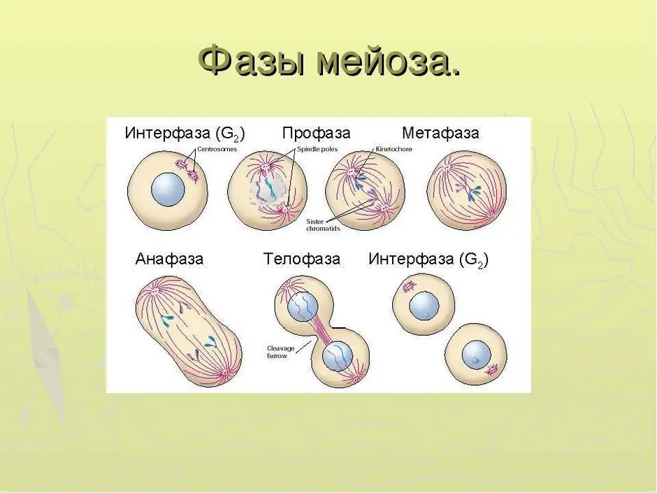 Мейоз таблица по фазам с рисунками