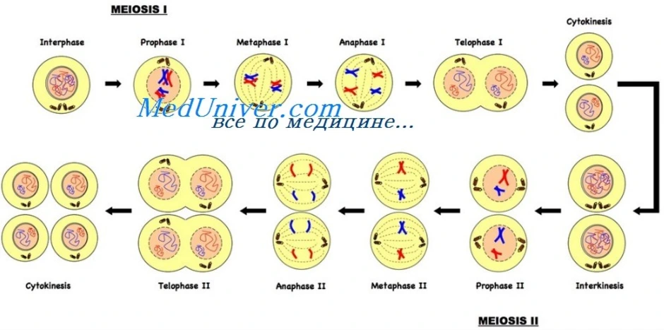 Схема мейоза в картинках