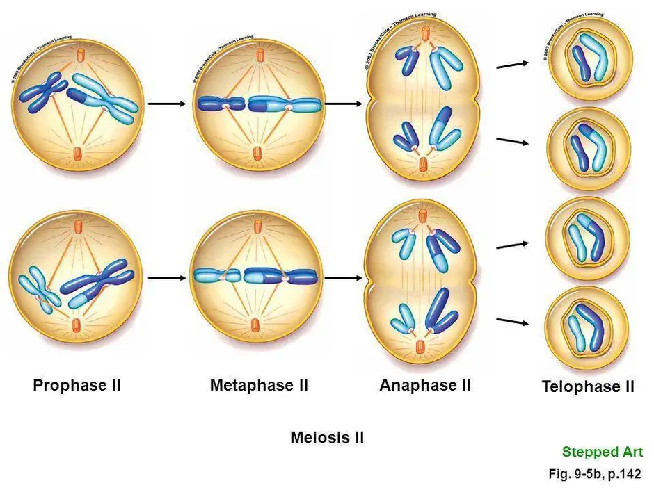 Мейоз в картинках по фазам с пояснениями