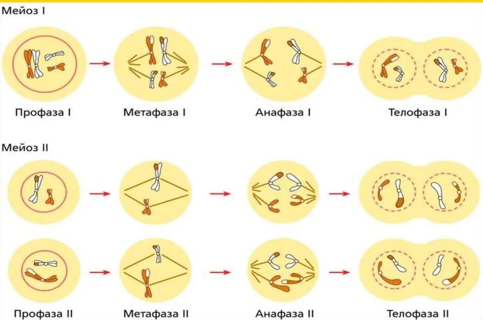 Профаза метафаза анафаза телофаза рисунок