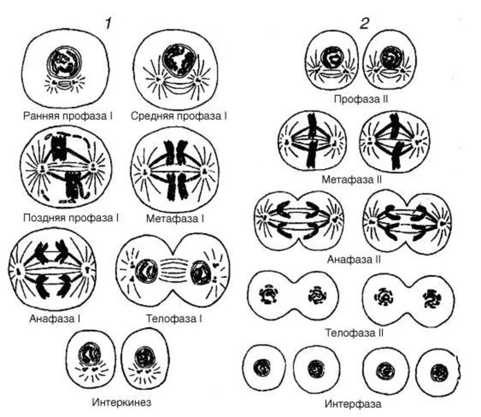 Мейоз 1 и мейоз 2 рисунки. Профаза мейоза 2 схема. Фазы мейоза схема. Схема профазы мейоза. Стадии мейоза схема.