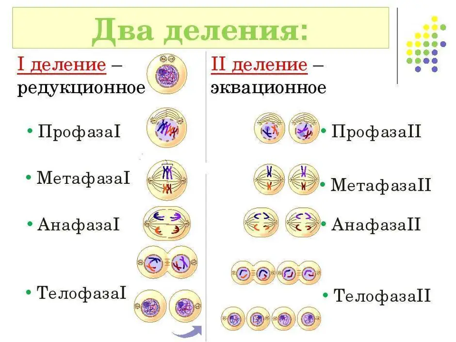 Мейоз подробная схема