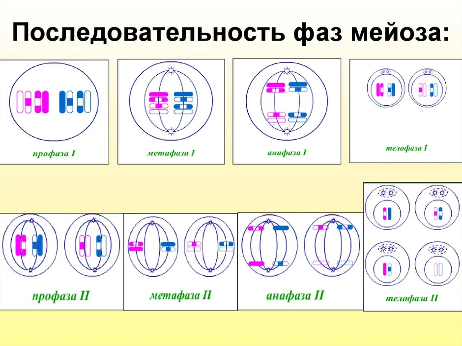 Деление клетки мейоз. Фазы деления мейоза. Мейоз по фазам. Деление клетки мейоз схема. Деление клетки по фазам мейоз.