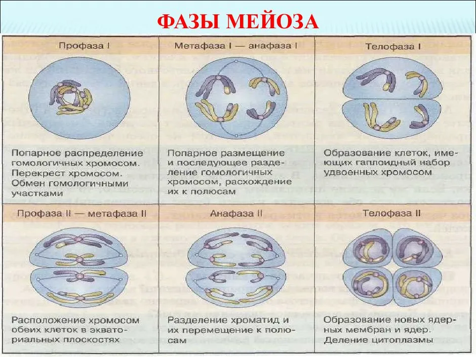 Фазы мейоза рисунки с подписями