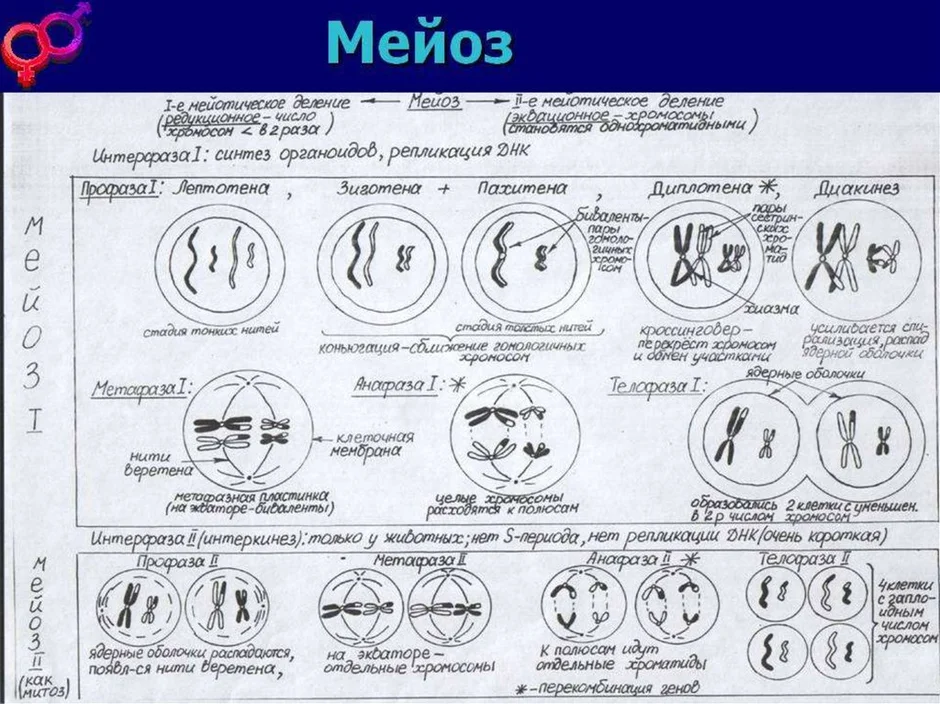 Все фазы мейоза картинки