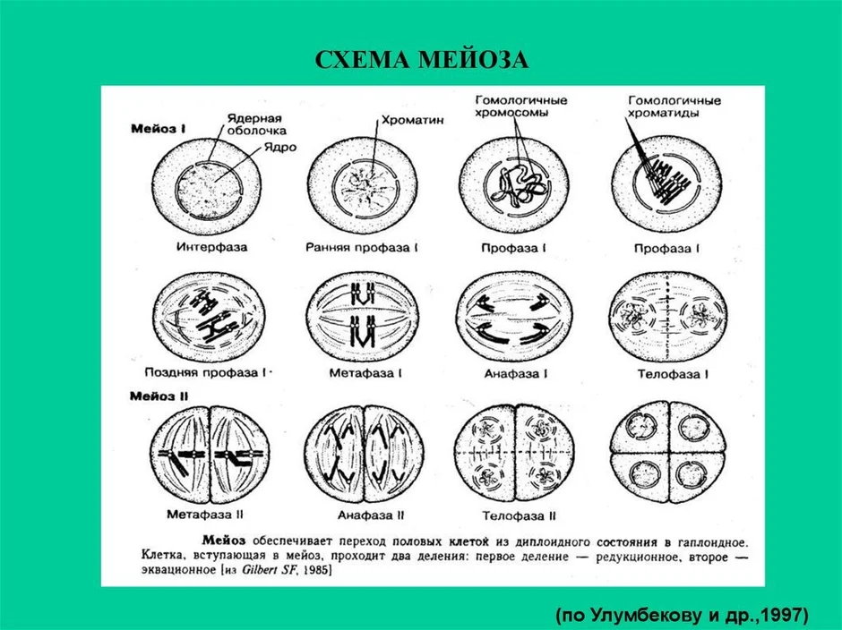 Фазы мейоза таблица с рисунками