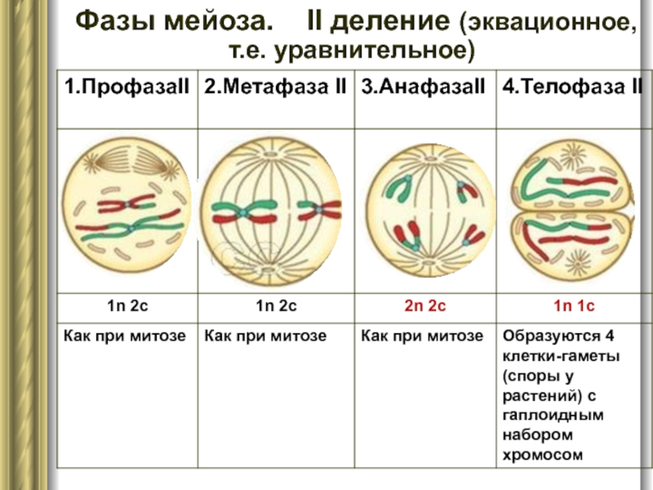 Схема фаз мейоза