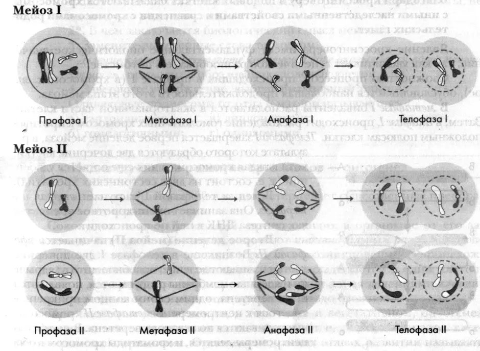 Мейоз фото по стадиям