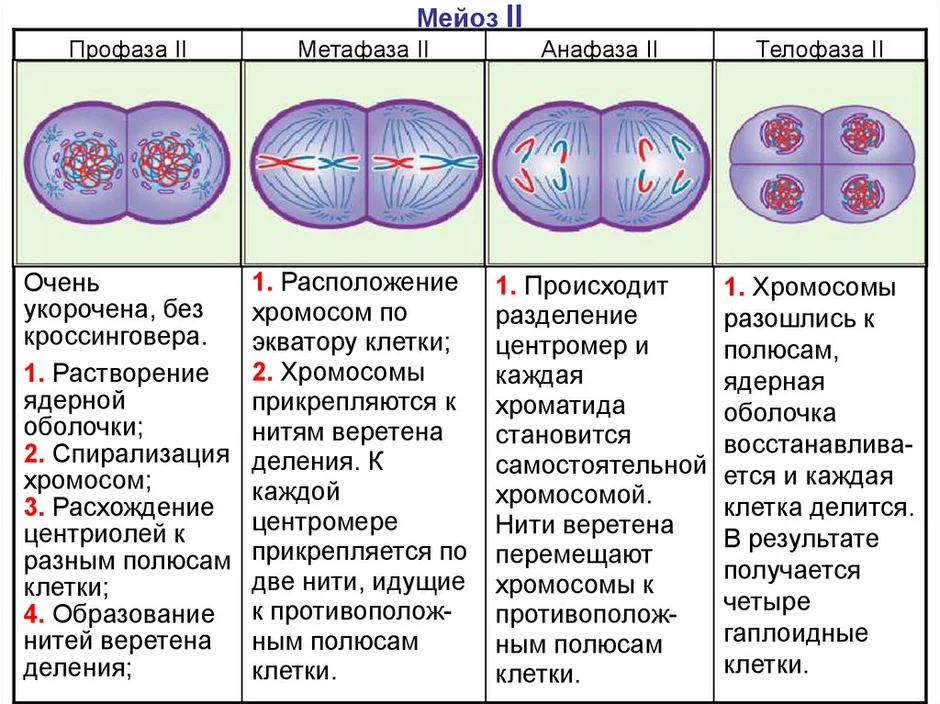 Метафаза 2 рисунок